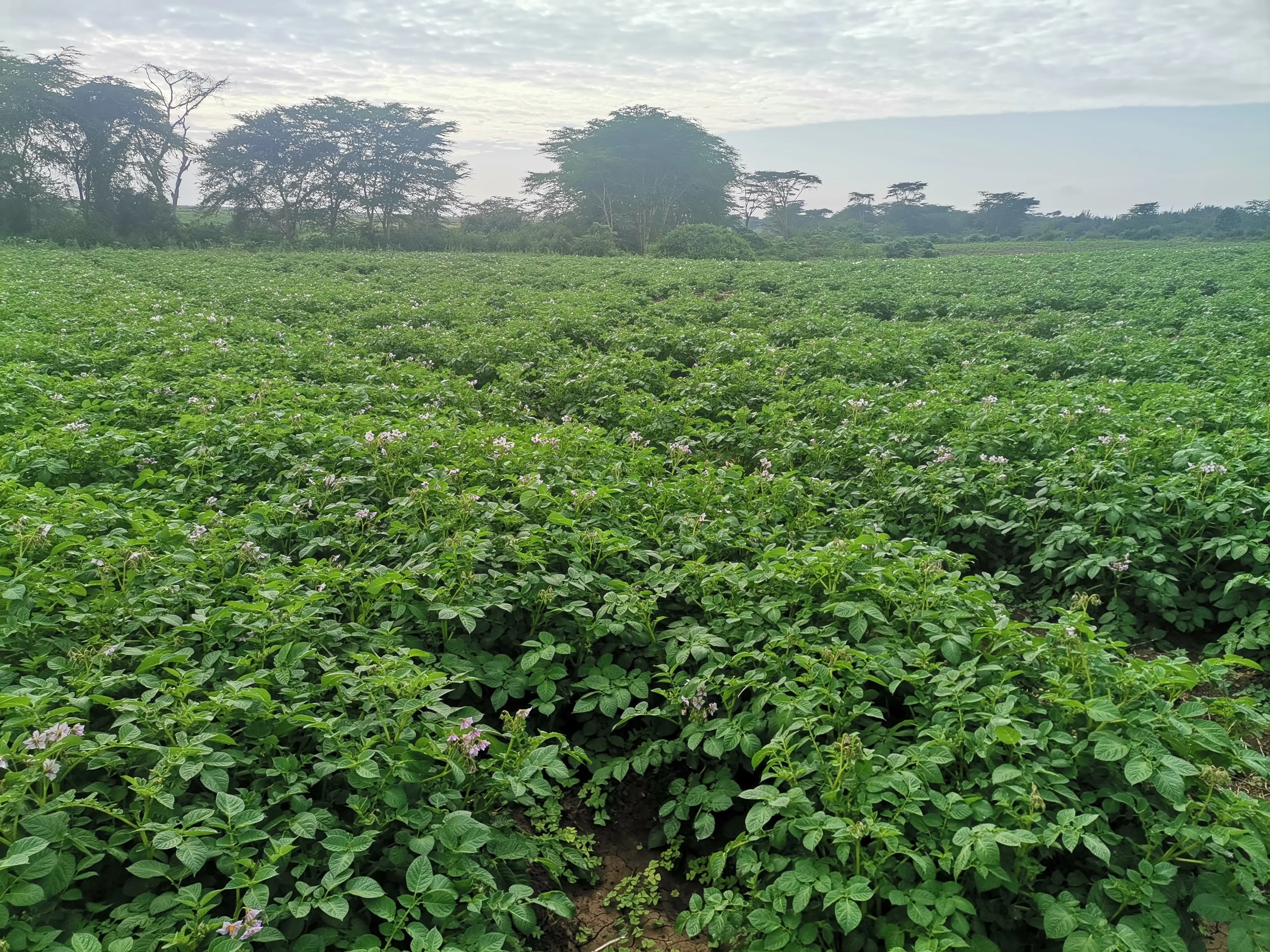 Lush green farm landscape in Nakuru