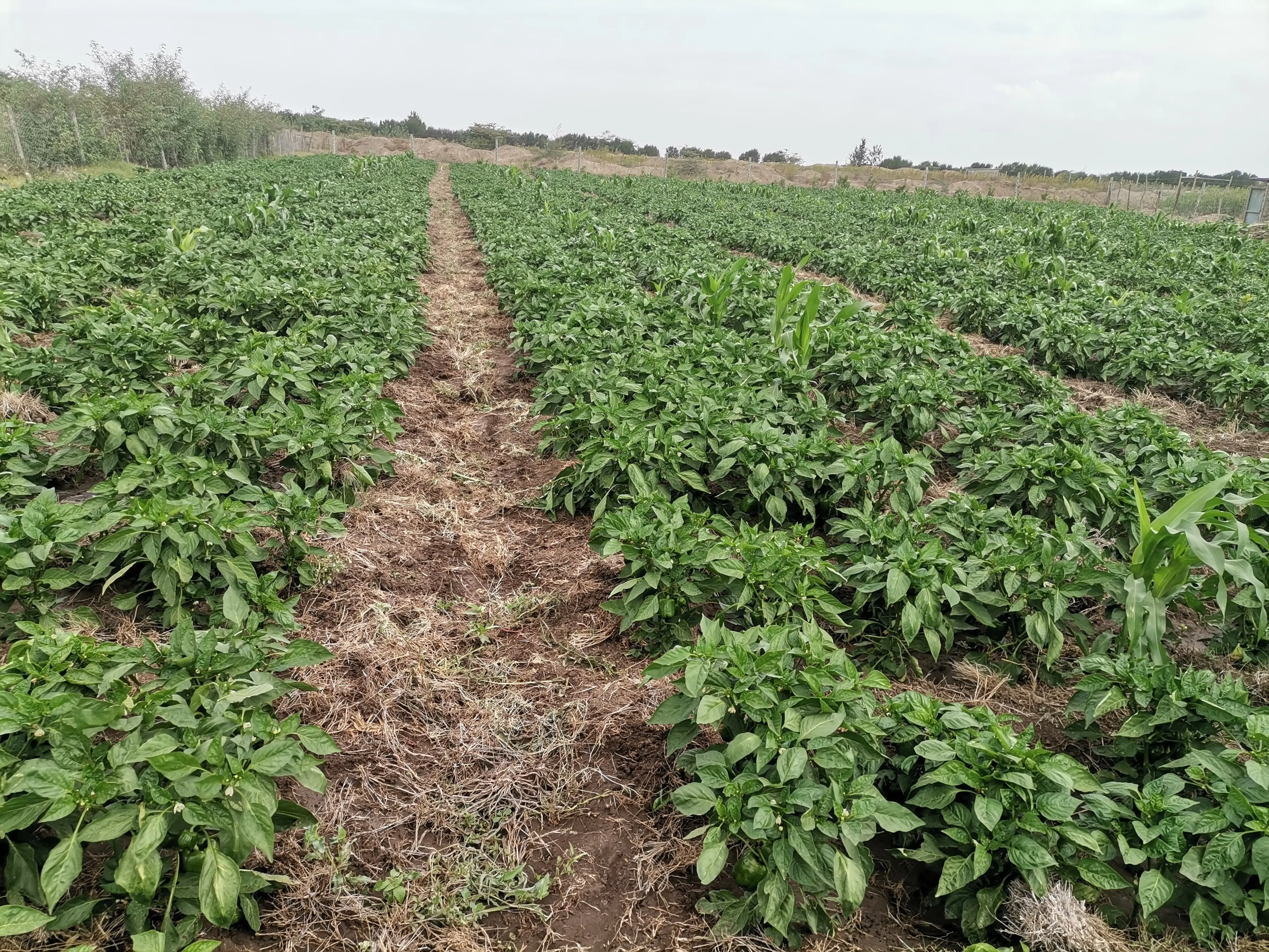 Capsicum