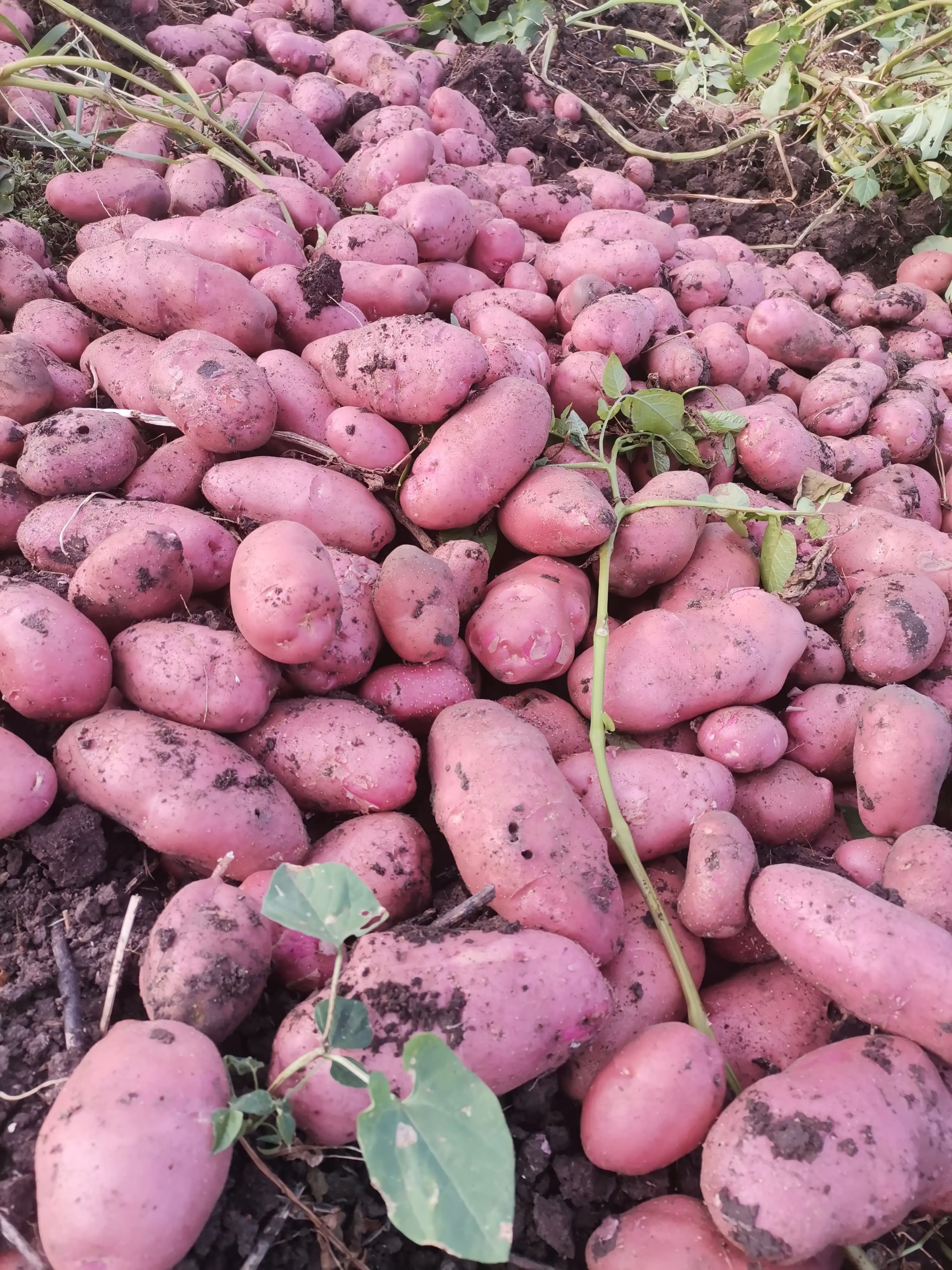 potatoes