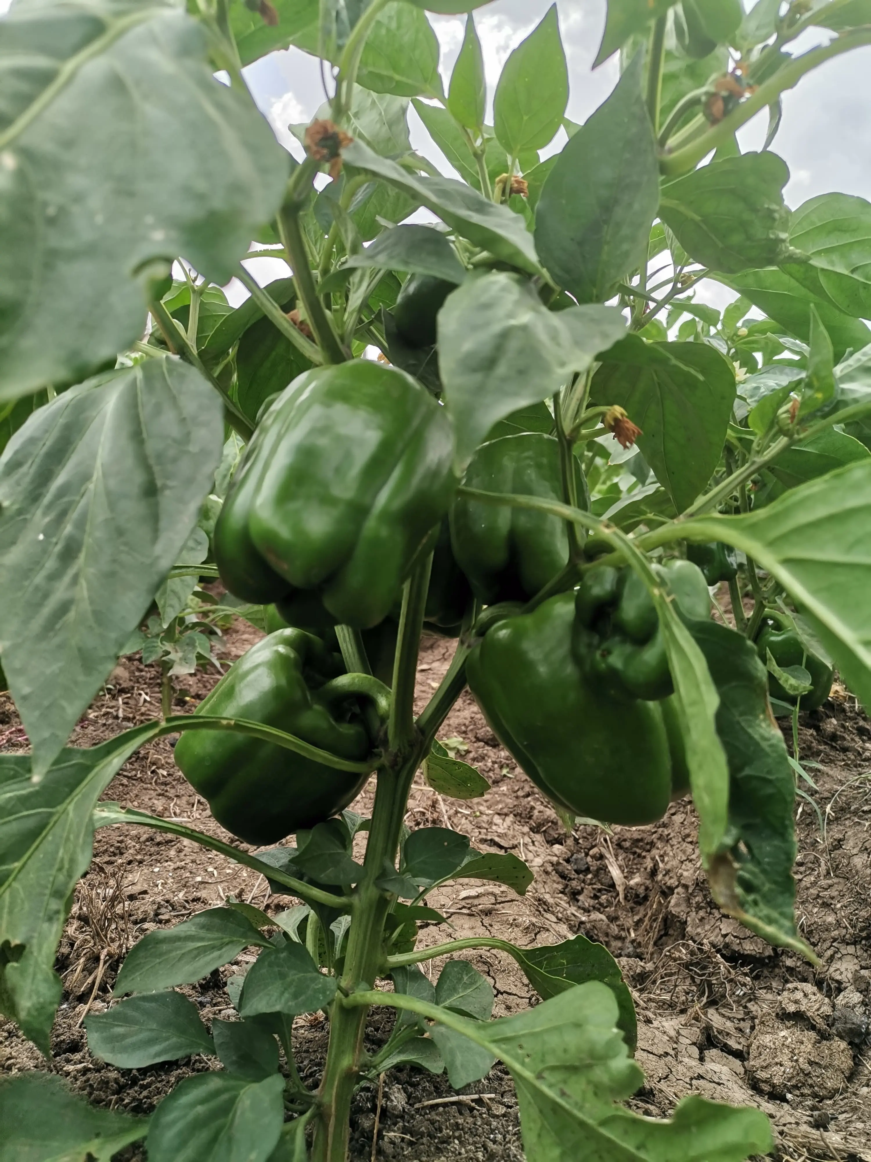 Capsicum